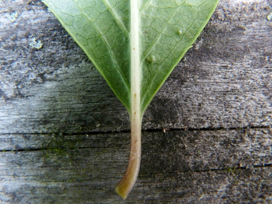 {Viburnum rufidulum}